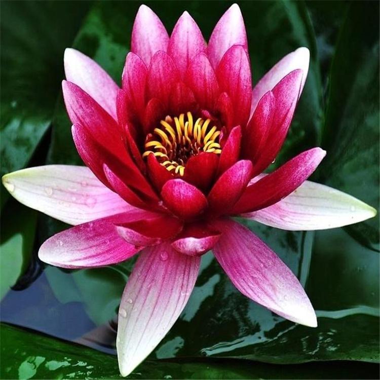 睡莲苗 睡莲种苗种植 睡莲苗批发