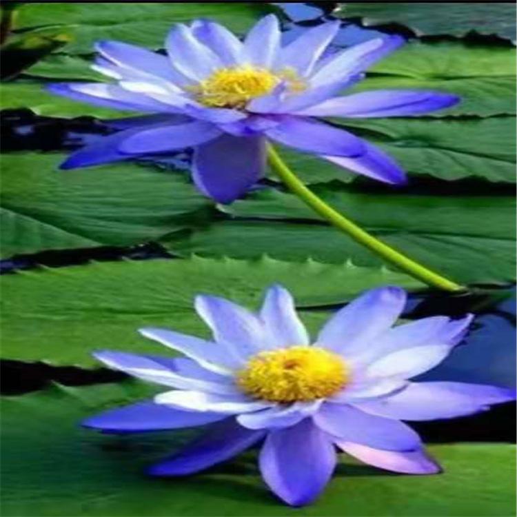红色睡莲 黄的睡莲 蓝色睡莲 白色睡莲