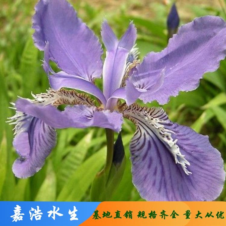 鸢尾种植 蝴蝶花鸢尾销售 常绿鸢尾基地