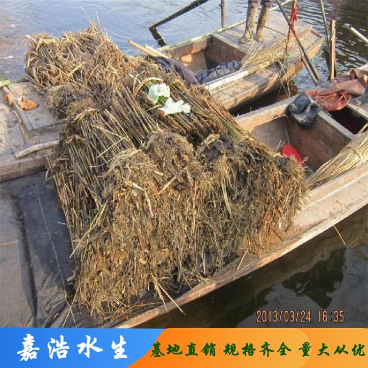 长期供应水生植物 水生芦苇苗 水体绿化 芦苇根湿地绿化