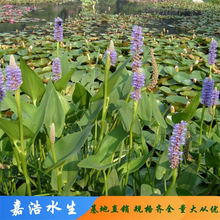 千屈菜 千屈草基地供应 绿化用千屈菜