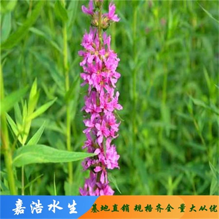 挺水植物 挺水植物批发 千屈菜 水生植物 千屈菜苗大量供应