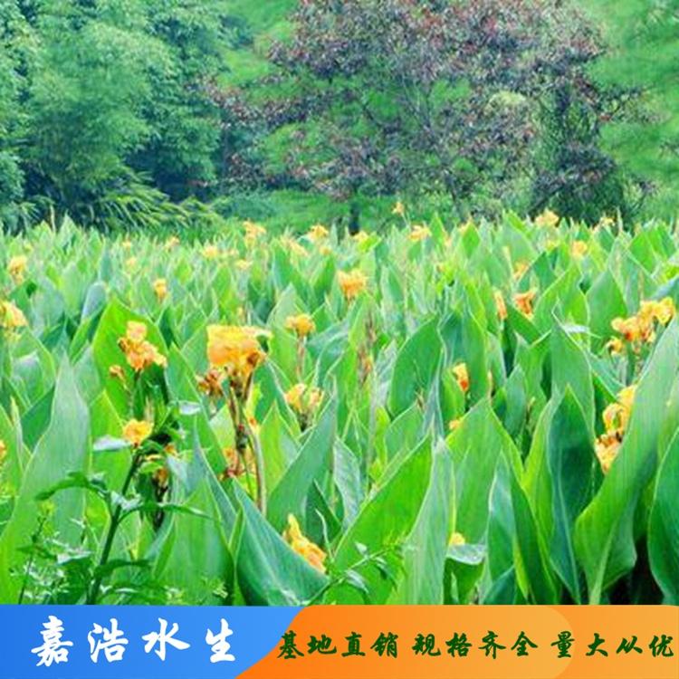 绿化美人蕉基地供应 公园绿化美人蕉批发 嘉浩