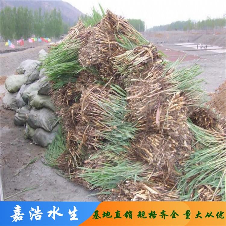 芦苇批发 芦苇水生植物基地 芦苇苗产地供应