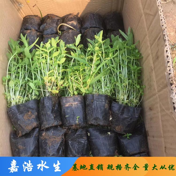 千屈菜 湿地花卉千屈菜 千屈菜批发 厂家直销