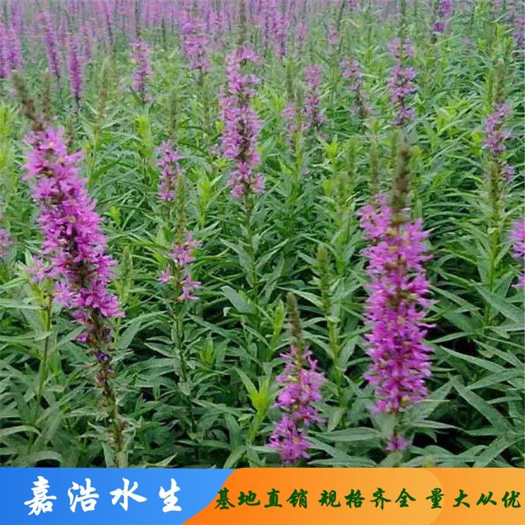 千屈菜批发基地 千屈菜批发商 绿化工程用千屈草