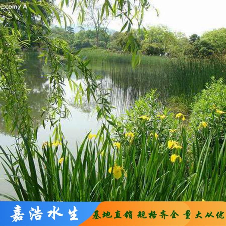 嘉浩水生供应 黄菖蒲 批发基地 黄菖蒲种植 大型菖蒲基地