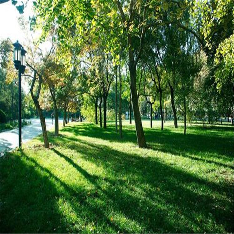 20公分海棠价格 种植基地 苗小区绿化