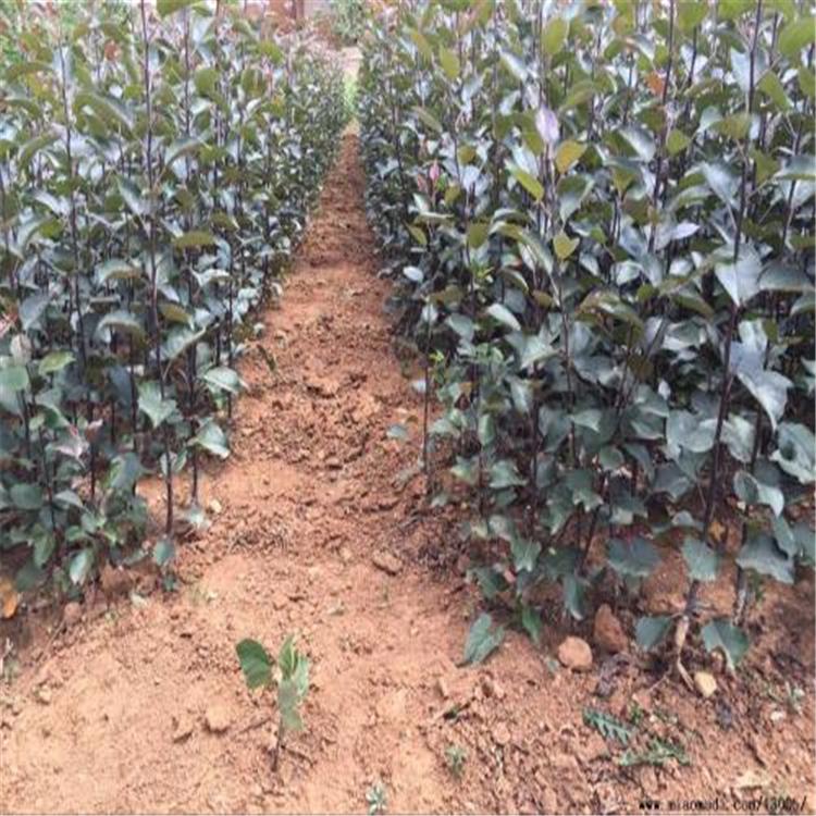 当年嫁接苹果树苗 新2001苹果苗报价 结果早 树势强健