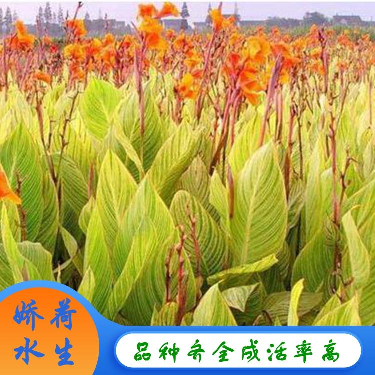 红美人蕉  花叶芦竹 旱伞草 水生植物种植基地