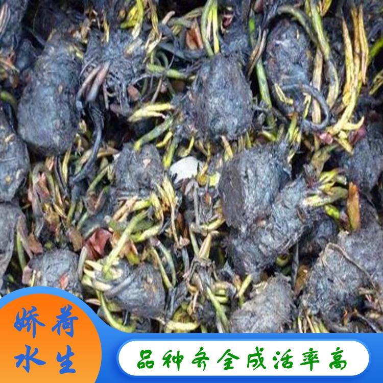睡莲种苗  睡莲根块水生植物 睡莲种苗批发 颜色品种齐全观赏水生花卉