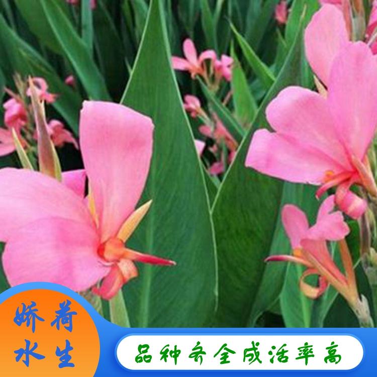 慈姑  大红美人蕉   挺水植物批发