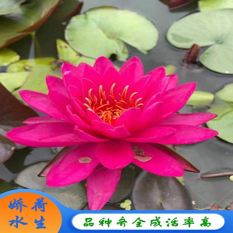 大量供应优质睡莲 耐寒睡莲 睡莲苗 耐寒睡莲基地