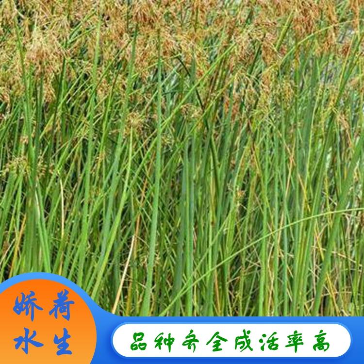 水葱 水生植物盆栽水葱价格 云泽 批发水葱