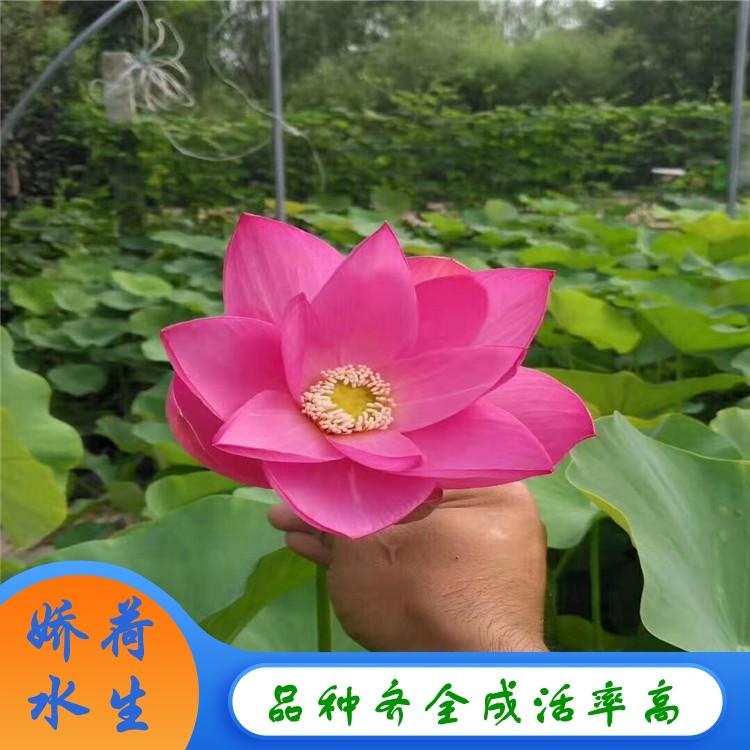 水生植物荷花苗 莲藕荷花苗 专业培育水生荷花苗