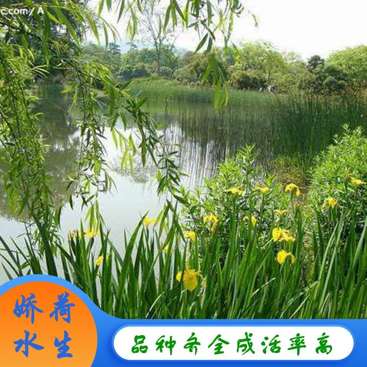 黄菖蒲 黄菖蒲种植 大型菖蒲批发基地 