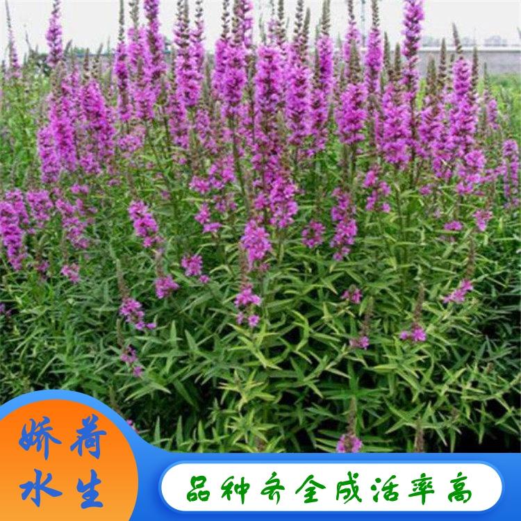 千屈菜 湿地花卉千屈菜 千屈菜批发 厂家直销