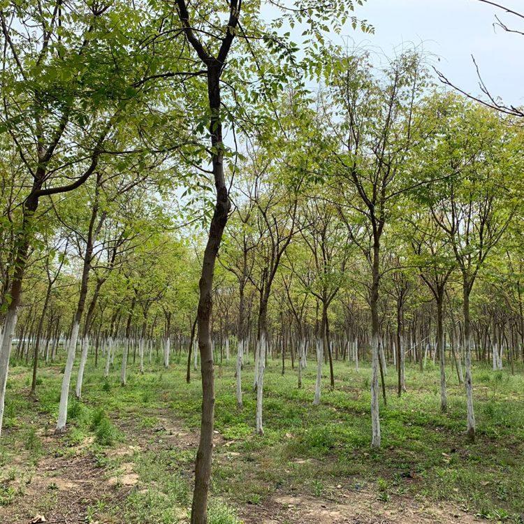 栾树15公分 原生冠统一定杆假植根系发达成活率高 绿化行道树