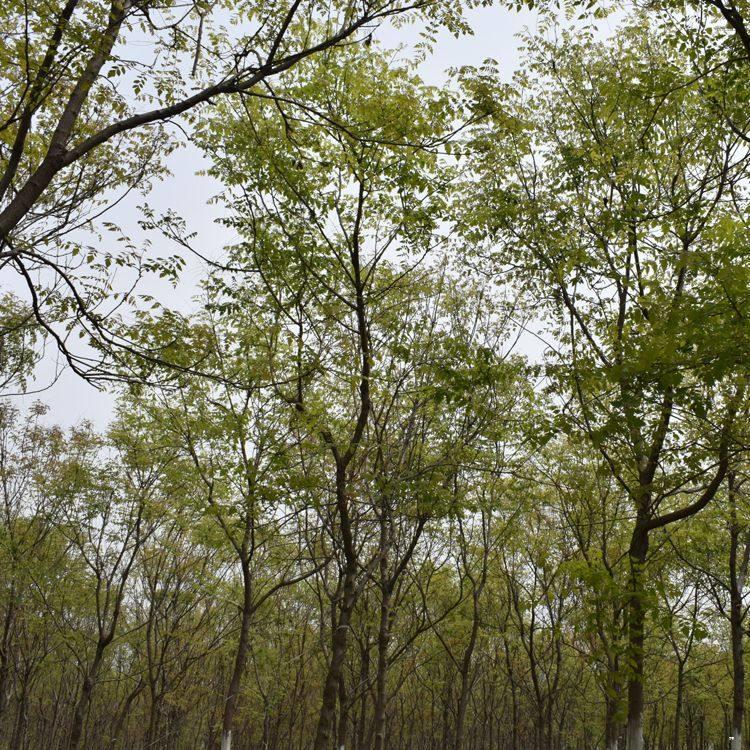 苗圃基地大量出售各种规格精品栾树 栾树风景树行道树价格优惠