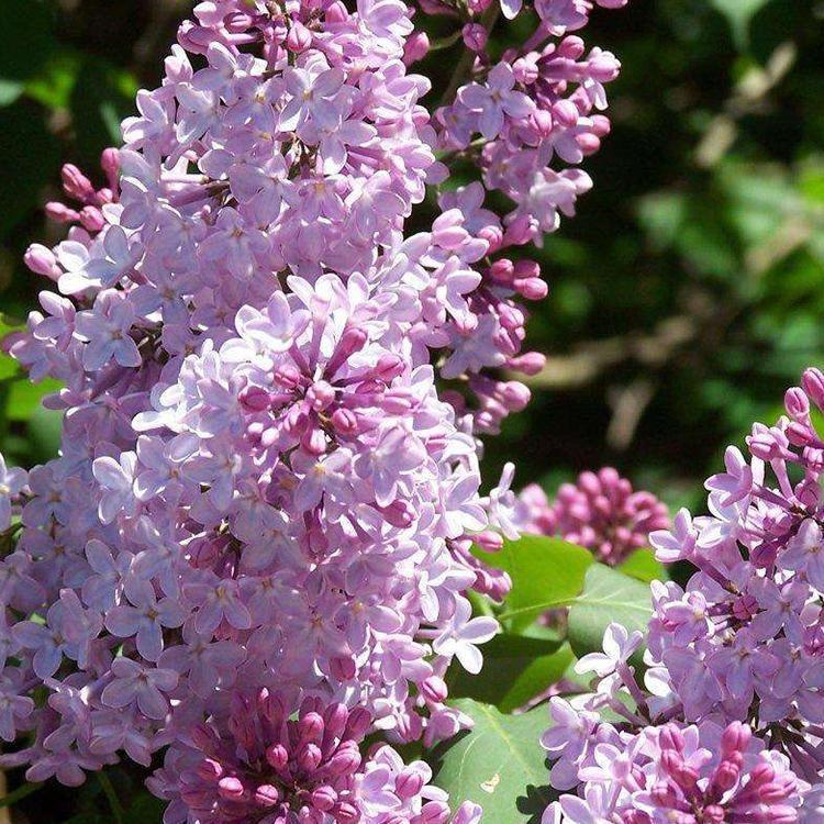 绿达苗木种植基地供应丁香 暴马丁香 小灌木大量上市