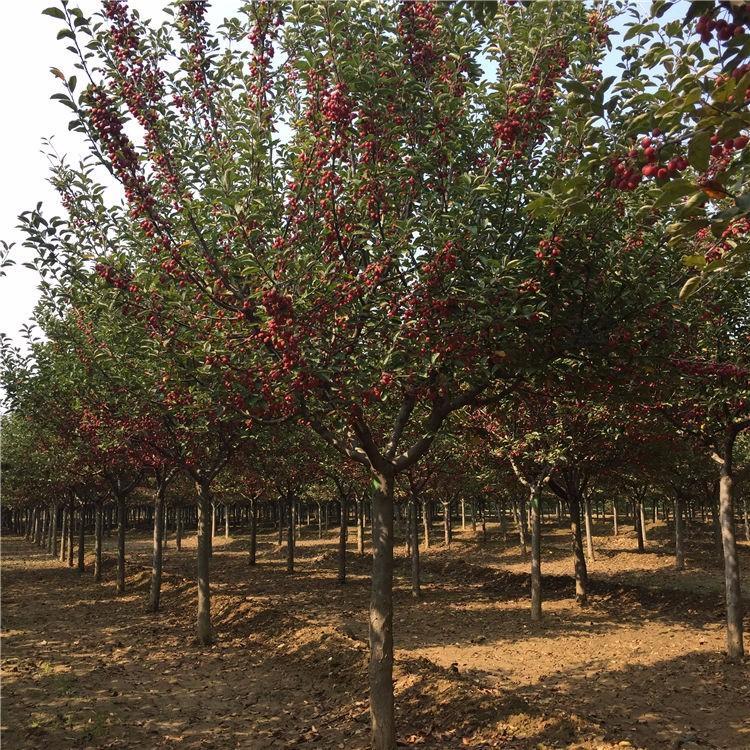 22公分绚丽海棠及20公分精品北美海棠冠幅5米以上