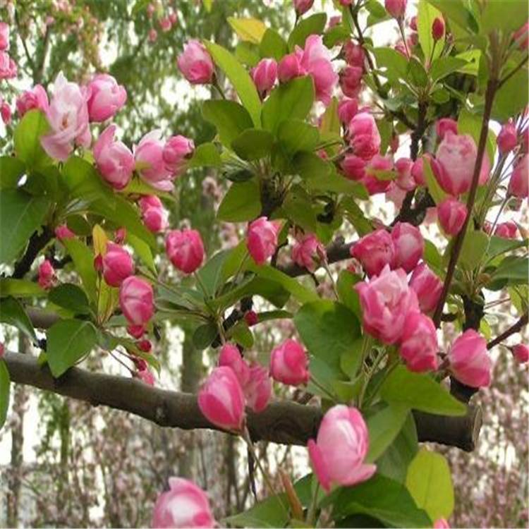 北美海棠 北美海棠精选厂家 风景绿化观赏种植乔木12公分北美海棠