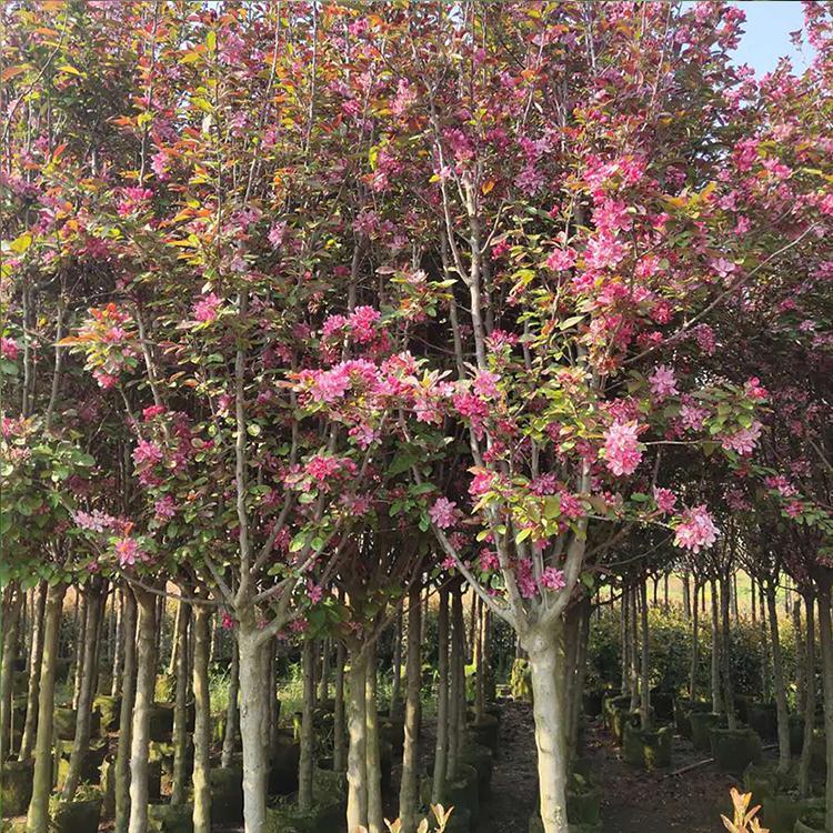 庭院遮荫10公分西府北美海棠树 园林绿化树 枝条细长