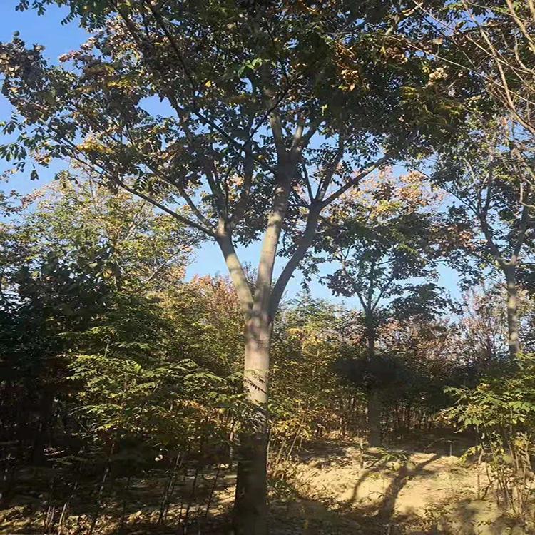 工程行道树13公分栾树 生长良好 干形通直 树冠开阔