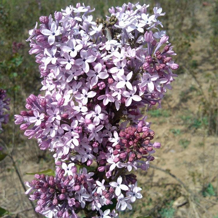 现货起苗 丛生丁香 绿化用丁香 丁香花小苗 基地批发价格