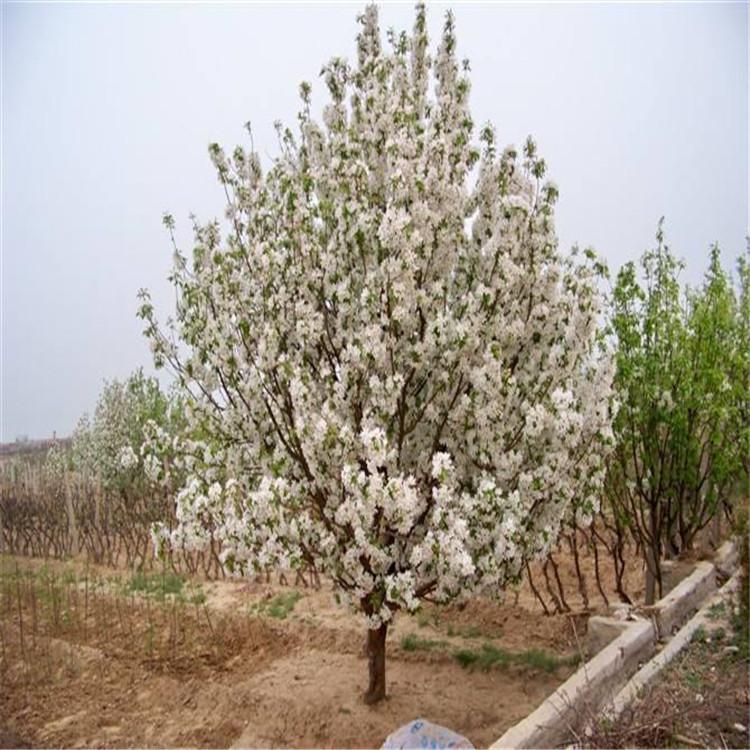 金驰 八棱海棠树基地厂家