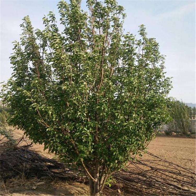 基地出售海棠树 八棱海棠树价格 基地直发 精选厂家 