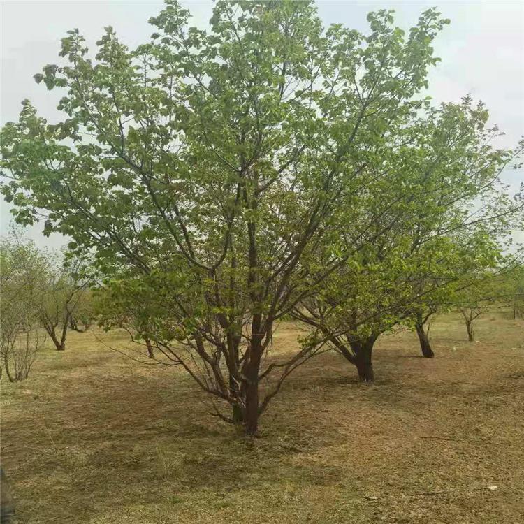 张家口 八棱海棠树 垂丝海棠树 绚丽海棠出售供应