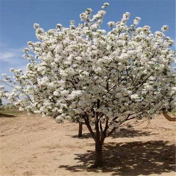 怀来苗木供应 八棱海棠树苗 供应海棠树苗 绿化用苗