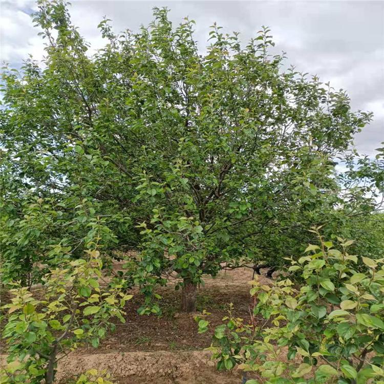 常年销售 海棠树 八棱海棠树苗 园林绿化海棠树 大量现货