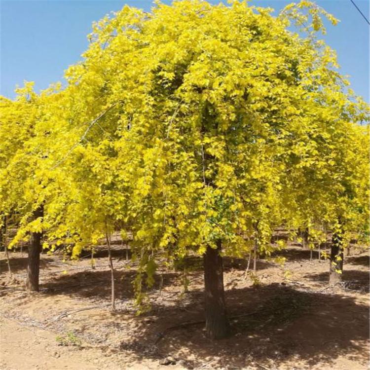 批发金叶榆苗木 工程苗金叶榆 
