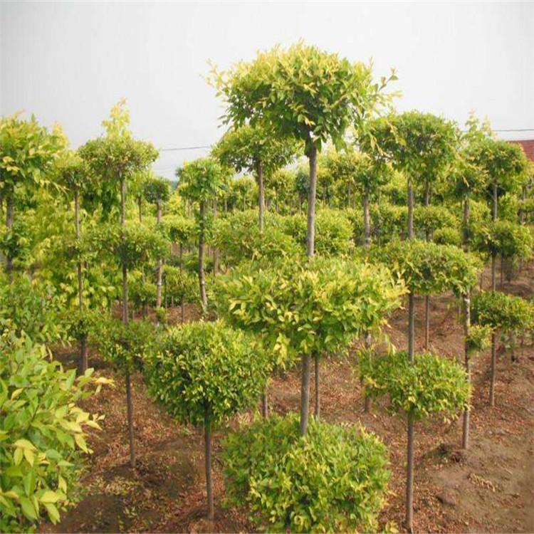 金叶榆培育基地  金叶榆销售价格