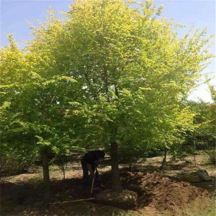 金叶榆树苗批发_中华金叶榆_绿化树金叶榆