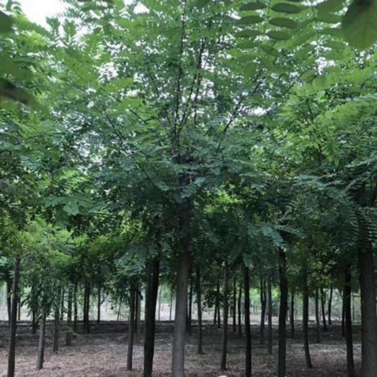 刺槐价格 刺槐基地 刺槐批发 刺槐苗圃