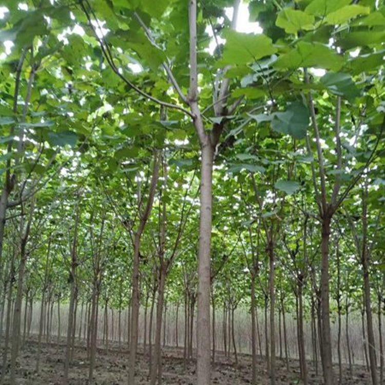 梓树种植  梓树幼苗批发 苗圃基地直发梓树  规格齐全 质量保证