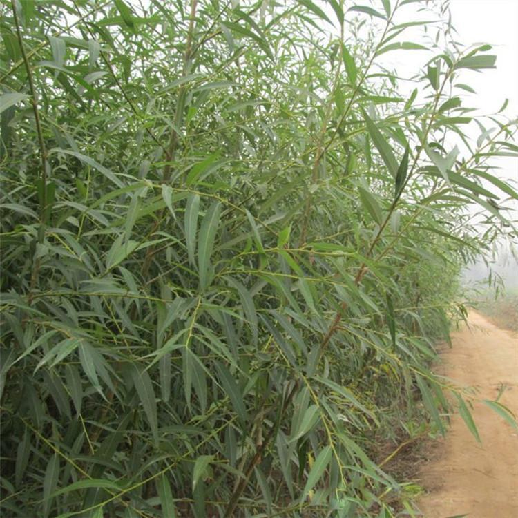 速生柳 旱柳 带土球装车价格六公分每颗45