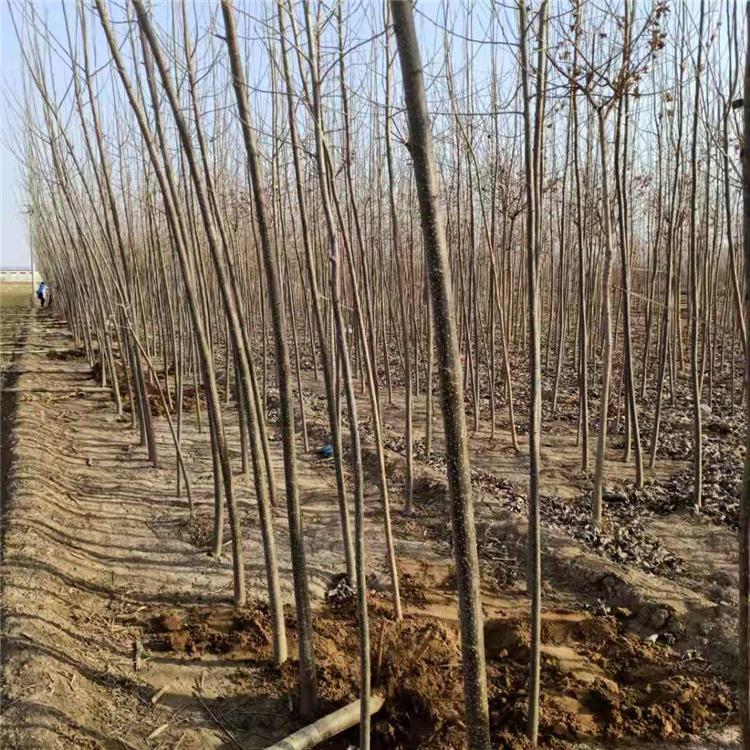 速生杨 五公分 速生杨树苗种植基地 