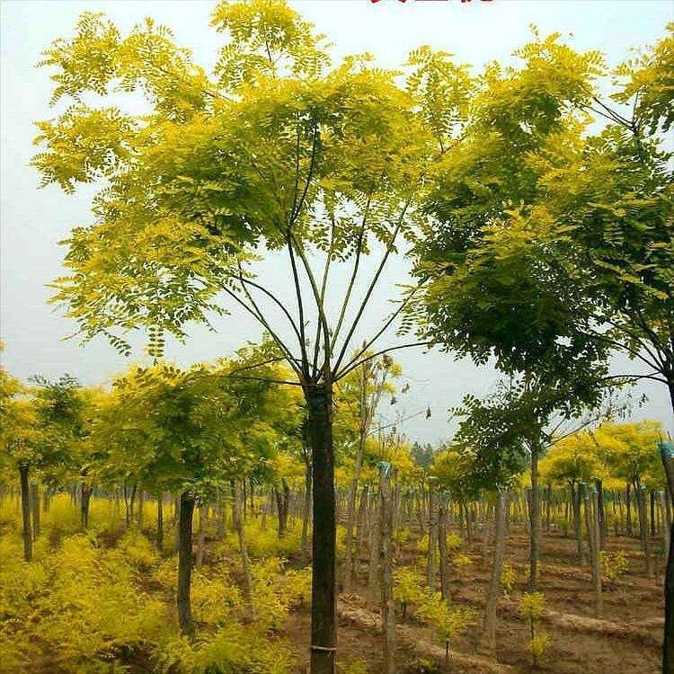 金枝槐  黄金槐 五公分每颗18 苗木种植基地