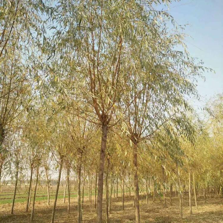 十公分金丝垂柳  嫁接金丝柳  垂柳树苗厂家