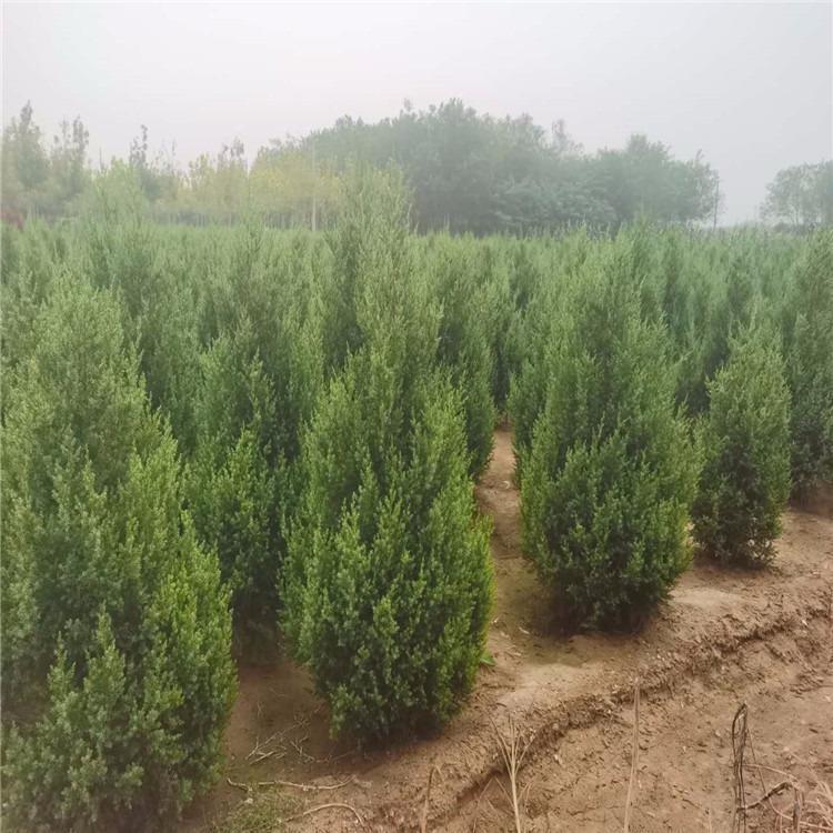 塔侩  圆柏刺柏 优质苗木批发 锦瑞绿化