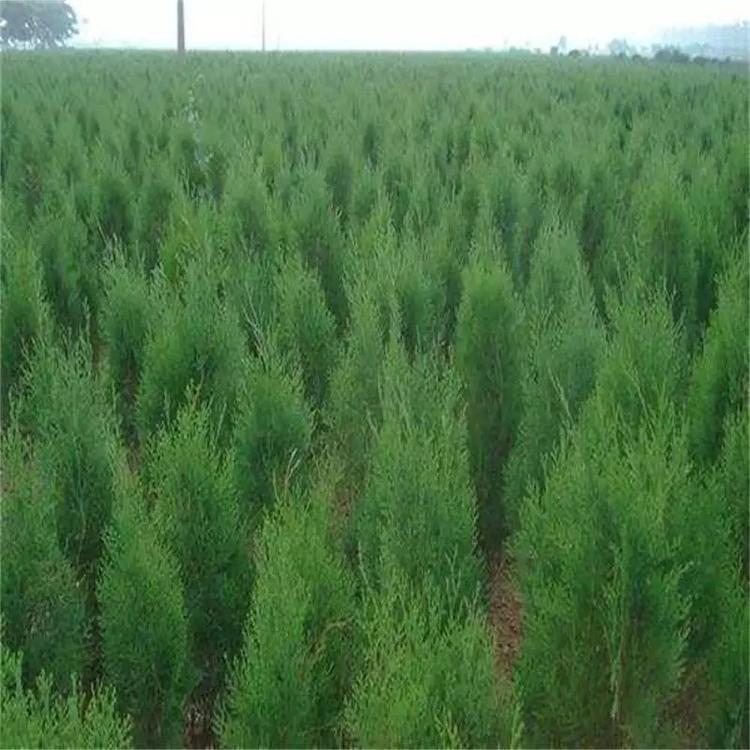 侧柏 市政园林工程用侧柏 四季常青侧柏 