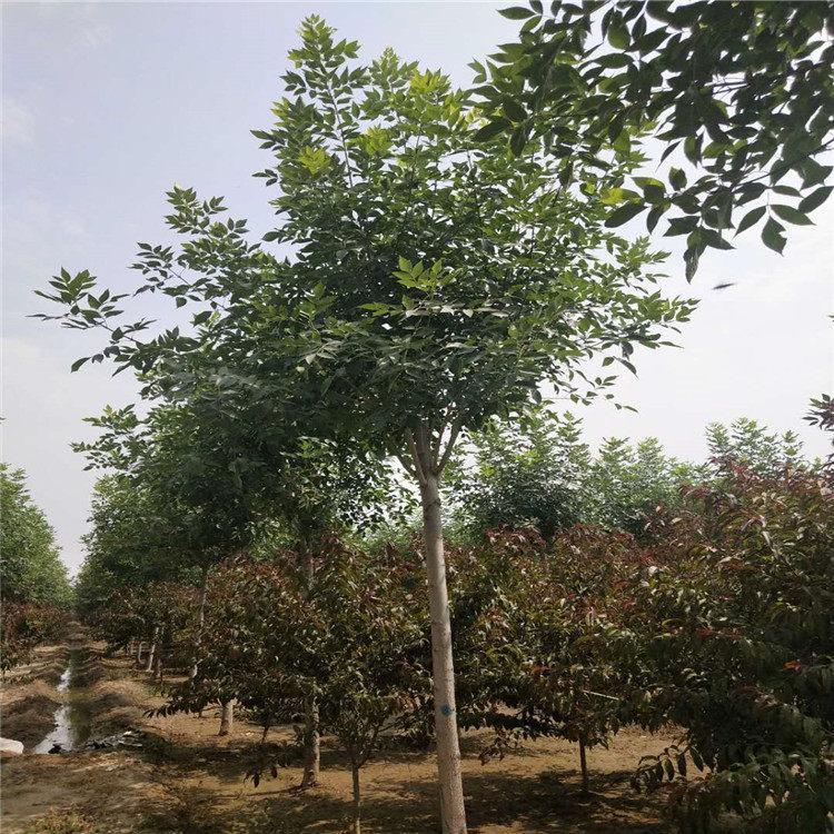 白蜡树苗种植基地  速生白蜡 现货供应