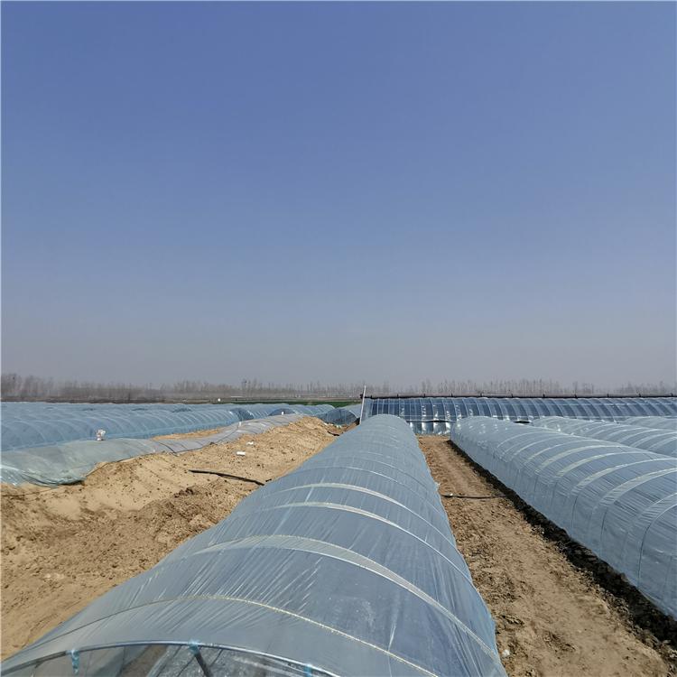 怎样管理红薯产量更高