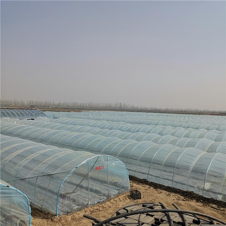 红薯苗栽培技术