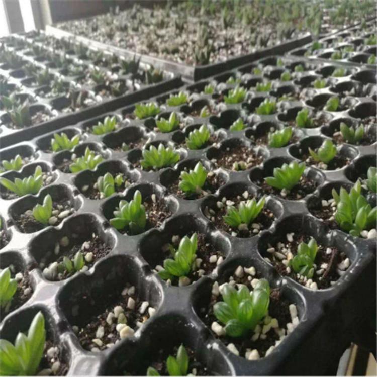 现货供应 澳门穴盘 欢迎致电