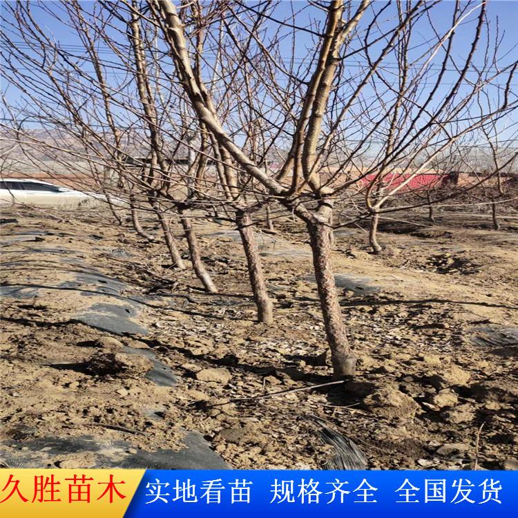 杏树苗  杏树 杏树苗价格 果树种植基地批发杏树 